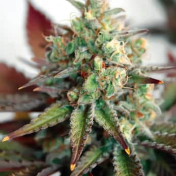AUTO CRITICAL 2.0 XL (Garden Of Green Seeds) Semillas de marihuana autoflorecientes feminizadas, cogollo.