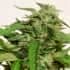 CHEESE EXODUS (Garden Of Green Seeds) Semillas de marihuana feminizadas, cogollo.