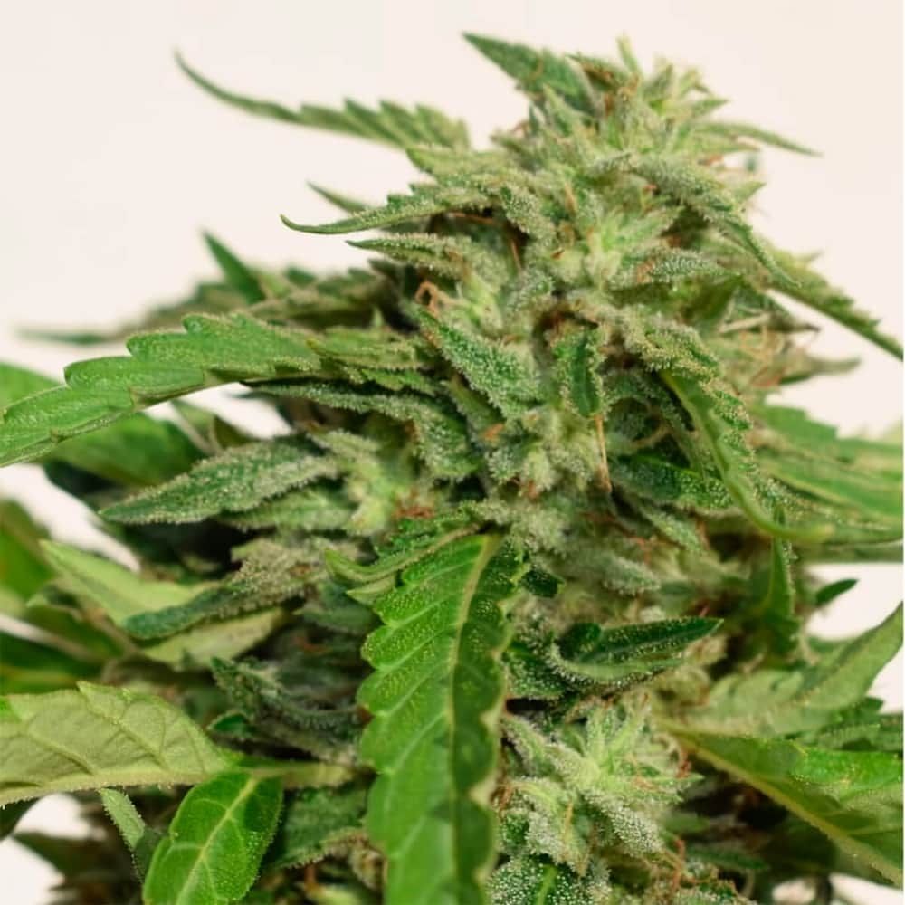 CHEESE EXODUS (Garden Of Green Seeds) Semillas de marihuana feminizadas, cogollo.