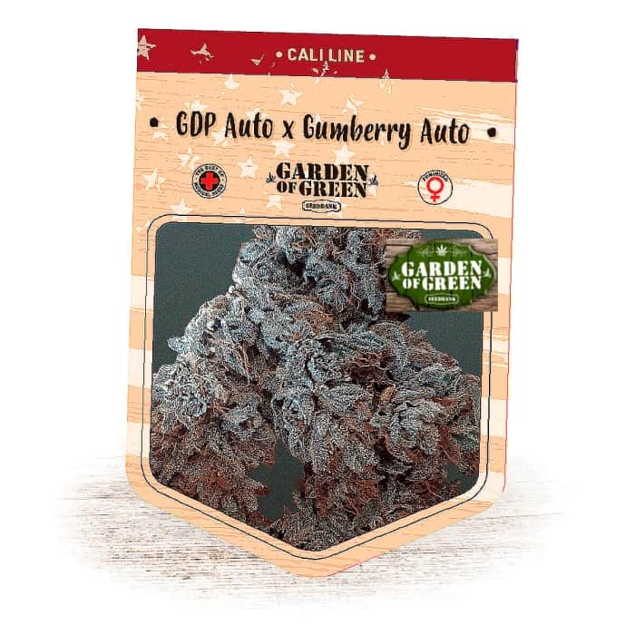 AUTO GUMBERRIES GDP (Garden Of Green Seeds) Semillas de marihuana feminizadas autoflorecientes.