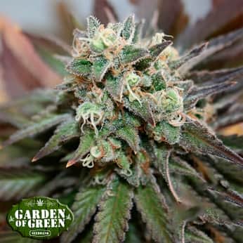 AUTO BLUEBERRY COOKIES (Garden Of Green Seeds) Semillas de marihuana feminizadas autoflorecientes, cogollo.