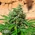 AUTO COOKIES N CREAM (Garden Of Green Seeds) Semillas de marihuana feminizadas autoflorecientes, cogollo.