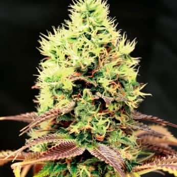 KUSH N COOKIES CBD (Garden Of Green Seeds) Semillas de marihuana feminizadas, cogollo.