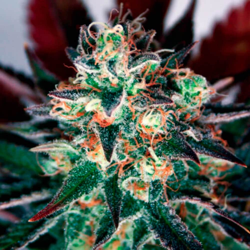 CRITICAL RELIEF CBD (Garden Of Green Seeds) Semillas de marihuana feminizadas, cogollo.