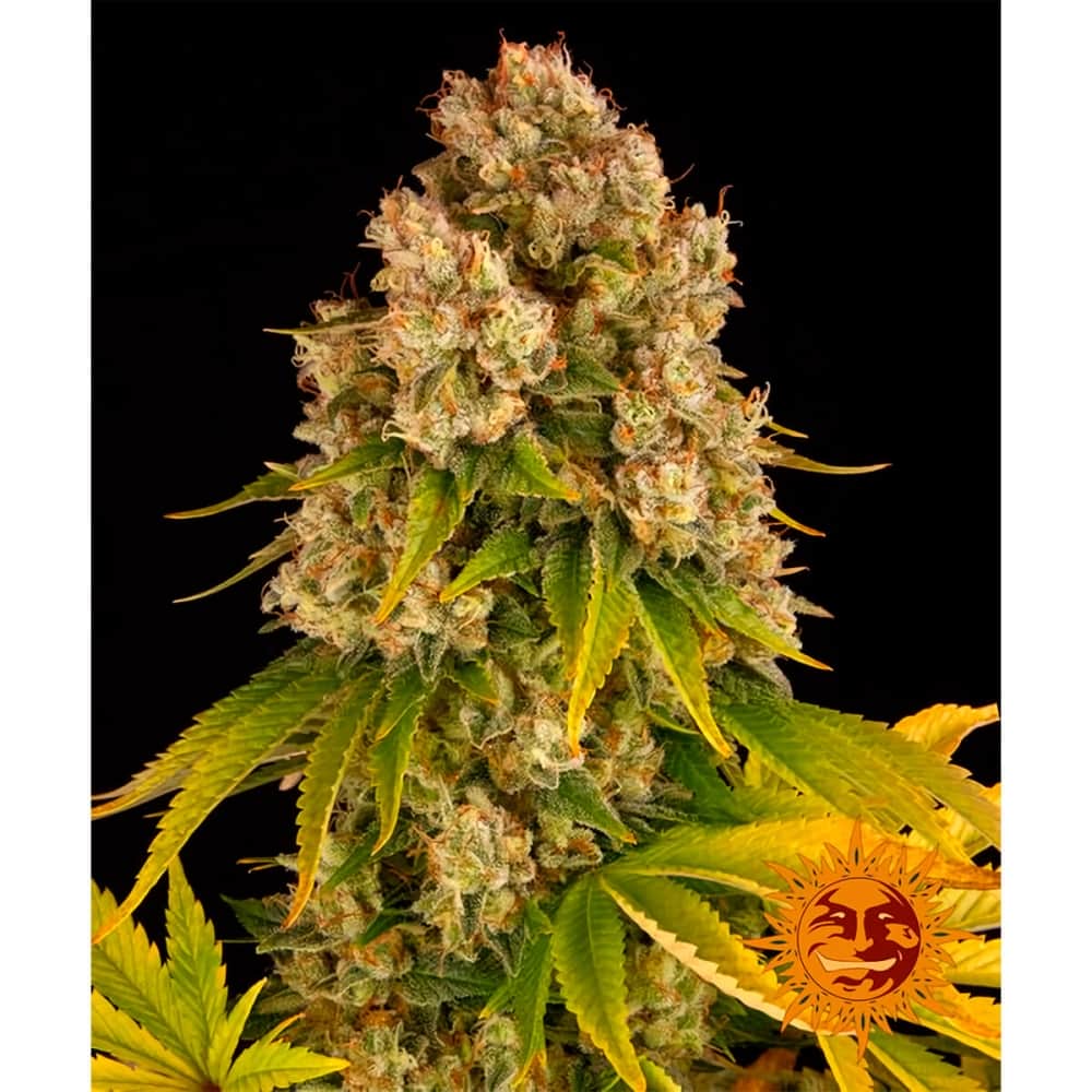AUTO CHEESE (Barney's Farm Seeds) Semillas de marihuana feminizadas, cogollo.