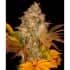 AUTO COOKIES KUSH (Barney's Farm Seeds) Semillas de marihuana feminizadas autoflorecientes, cogollo.