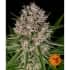 AUTO LEMON HAZE (Barney's Farm Seeds) Semillas de marihuana feminizadas autoflorecientes, cogollo.