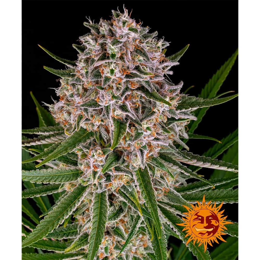 AUTO LEMON HAZE (Barney's Farm Seeds) Semillas de marihuana feminizadas autoflorecientes, cogollo.
