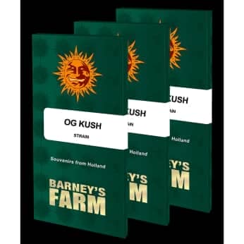 OG KUSH (Barney's Farm Seeds) Semillas de marihuana feminizadas, blister.