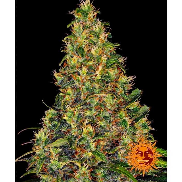 AUTO AMNESIA HAZE (Barney's Farm Seeds) Semillas de marihuana autoflorecientes feminizadas, cogollo.
