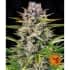 AUTO GORILLA ZKITTLEZ (Barney's Farm Seeds) semillas de marihuana feminizadas autoflorecientes, cogollo.
