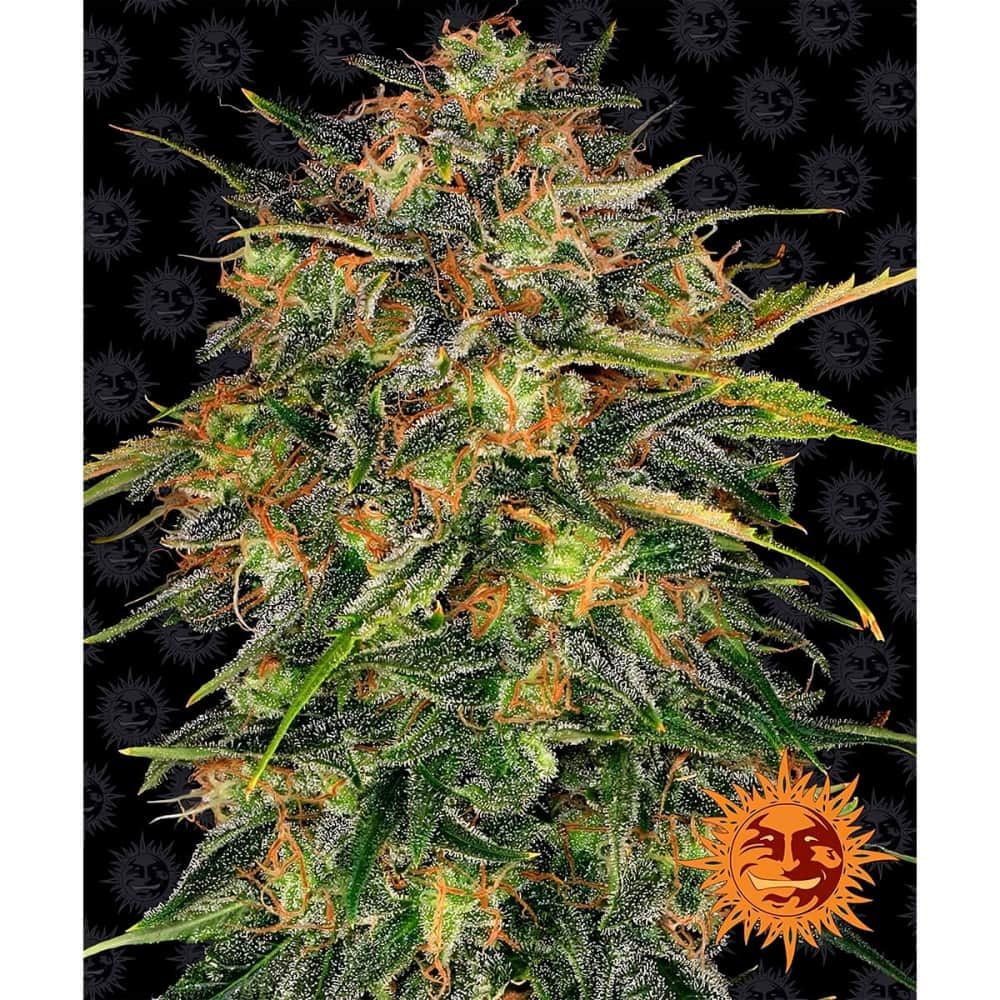 CHEESE (Barney's Farm Seeds) Semillas de marihuana feminizadas, cogollo.