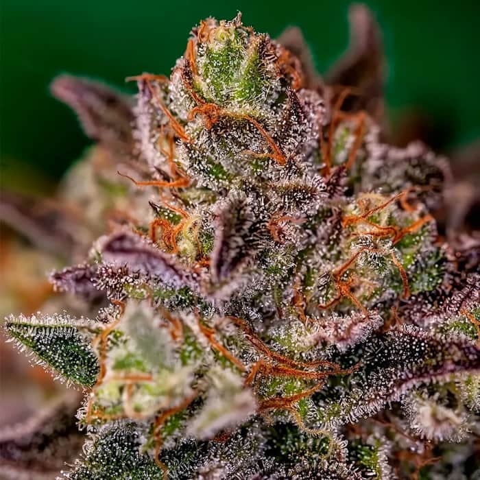 PURPLE CHERRY (Positronic Seeds) Semillas de marihuana feminizadas, cogollo.