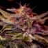 Z VALLEY (Positronics Seeds) Semillas de marihuana feminizadas.