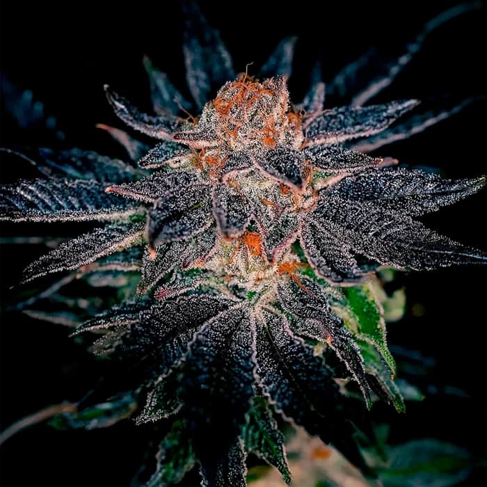 GELATO 47 (Positronics Seeds) Semillas de marihuana feminizadas.