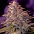 AMERICAN PURPLE (Positronic Seeds) Semillas de marihuana feminizadas.