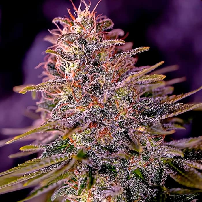 AMERICAN PURPLE (Positronic Seeds) Semillas de marihuana feminizadas.