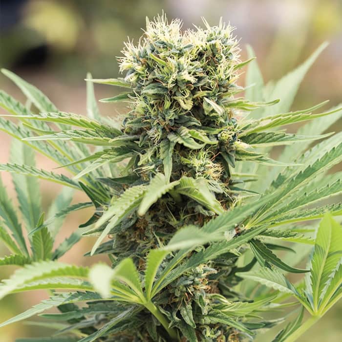 DEDOVERDE HAZE (Humboldt Seeds) Semillas de marihuana feminizadas.