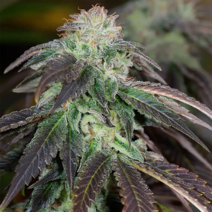 OG KUSH (Humboldt Seeds) Semilla de marihuana feminizada.