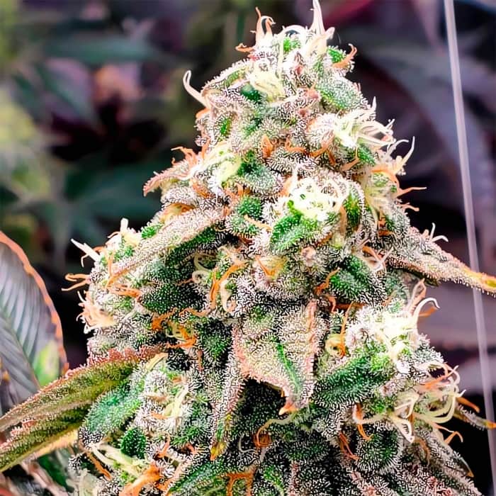 GUSHERS FAST FLOWERING (Humboldt Seeds) Semillas de marihuana feminizadas fast version.