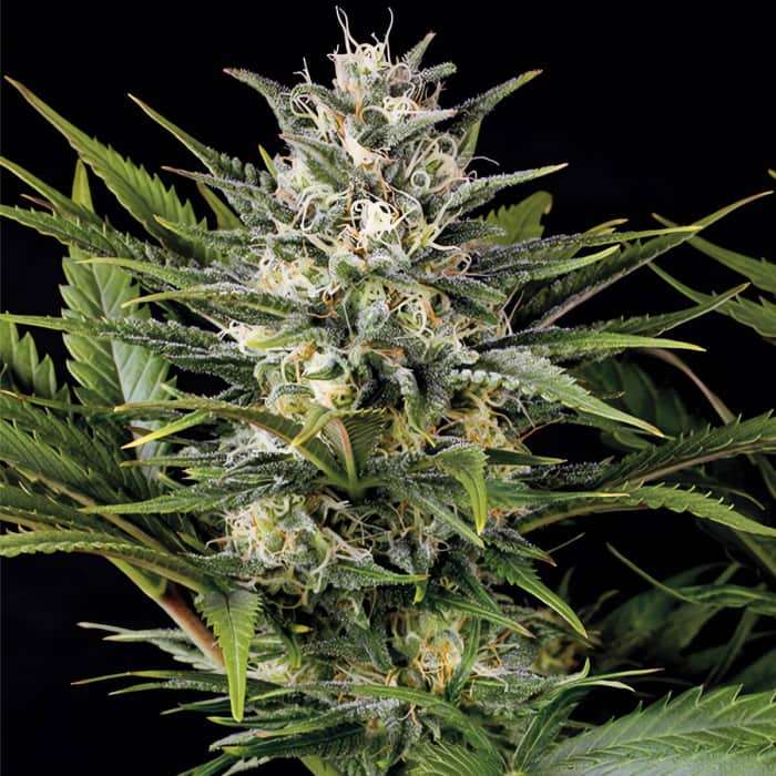 PINEAPPLE SKUNK (Humboldt Seeds) Semillas de marihuana feminizadas.