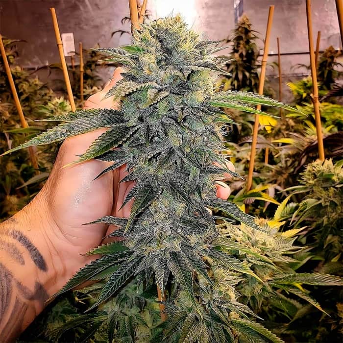 GEIST OG FAST FLOWERING (Humboldt Seeds) Semillas de marihuana feminizadas.
