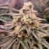 FORBBIDEN FRUIT FAST FLOWERING (Humboldt Seeds) Semillas de marihuana fast versión feminizadas.