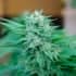 MOBY DELICIOUS (Delicious Seeds) Semillas de marihuana feminizadas.