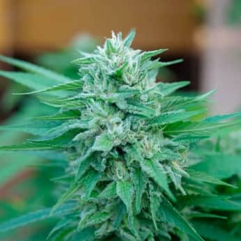 MOBY DELICIOUS (Delicious Seeds) Semillas de marihuana feminizadas.