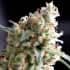 KUKULKAN (Pyramid Seeds) Semillas de marihuana feminizadas de colección.