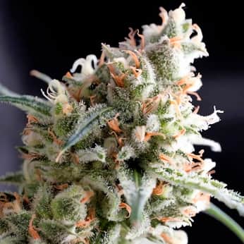 KUKULKAN (Pyramid Seeds) Semillas de marihuana feminizadas de colección.