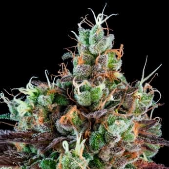 AUTO SOUR RIPPER (Ripper Seeds) Semillas de marihuana feminizadas autoflorecientes.