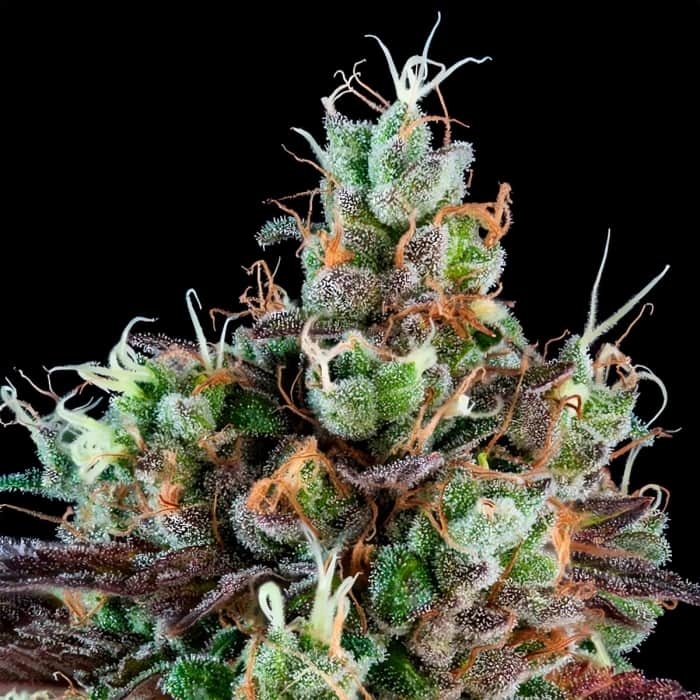 AUTO SOUR RIPPER (Ripper Seeds) Semillas de marihuana feminizadas autoflorecientes.