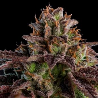 AUTO K-MINTZ (Ripper Seeds) Semillas de marihuana feminizadas autoflorecientes.