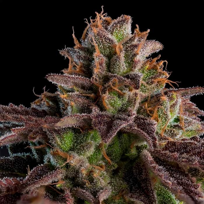AUTO K-MINTZ (Ripper Seeds) Semillas de marihuana feminizadas autoflorecientes.