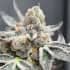 AUTO RADICAL JUICE (Ripper Seeds) Semillas de marihuana feminizadas autoflorecientes.