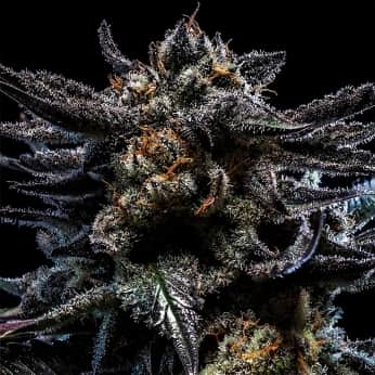 AUTO ZOMBIE KUSH (Ripper Seeds)