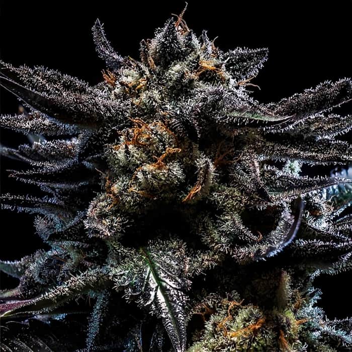 AUTO ZOMBIE KUSH (Ripper Seeds)