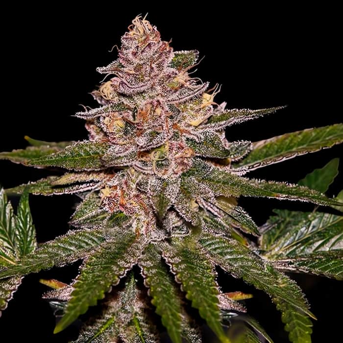 RADICAL JUICE (Ripper Seeds) Semillas de marihuana feminizadas.