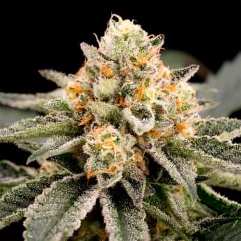ZOMBIE BRIDE (Ripper Seeds) Semillas de marihuana feminizadas.