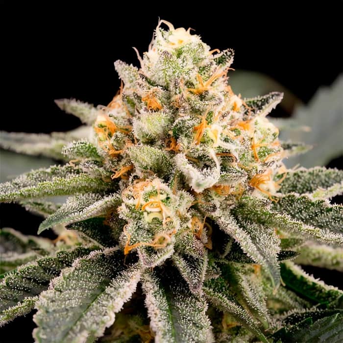 ZOMBIE BRIDE (Ripper Seeds) Semillas de marihuana feminizadas.