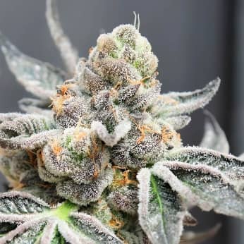 BRAKE PAD BREATH (Ripper Seeds) Semillas de marihuana feminizadas.