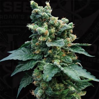 S.A.G.E. N SOUR (T.H. Seeds) Semillas de marihuana feminizadas.
