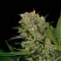 SWEET RUSSIAN (Garden Of Green Seeds) Semillas de marihuana feminizadas.