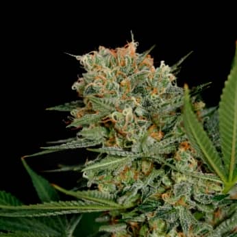 SWEET RUSSIAN (Garden Of Green Seeds) Semillas de marihuana feminizadas.