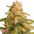 TROPIC PUNCH (Heavyweight Seeds) Semillas de marihuana feminizadas.