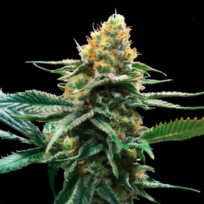 SOUR SORBET (DNA Genetics) Semillas de marihuana feminizadas.
