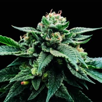 SORBET STASH (DNA Genetics) Semillas de marihuana feminizadas.
