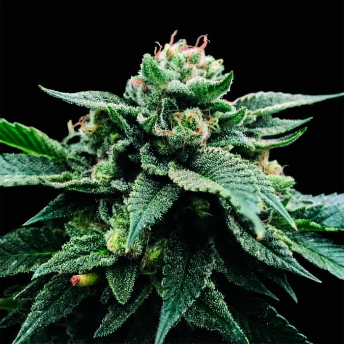 SORBET STASH (DNA Genetics) Semillas de marihuana feminizadas.