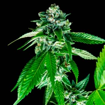 SORBET DREAMS (DNA Genetics) Semillas de marihuana feminizadas.